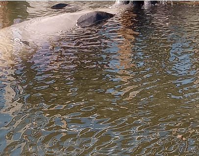 Turtle basking on a rock near water's edge.