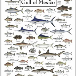 Fishing Charters Half Day